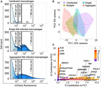 Aggregated Mycobacterium tuberculosis Enhances the Inflammatory Response